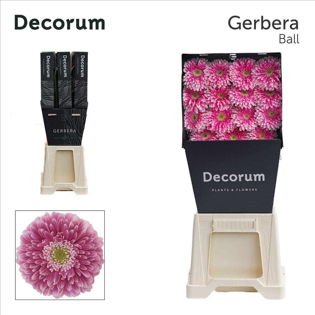 Срезанные цветы оптом Gerbera diamond gerponi power ball от 45шт из Голландии с доставкой по России