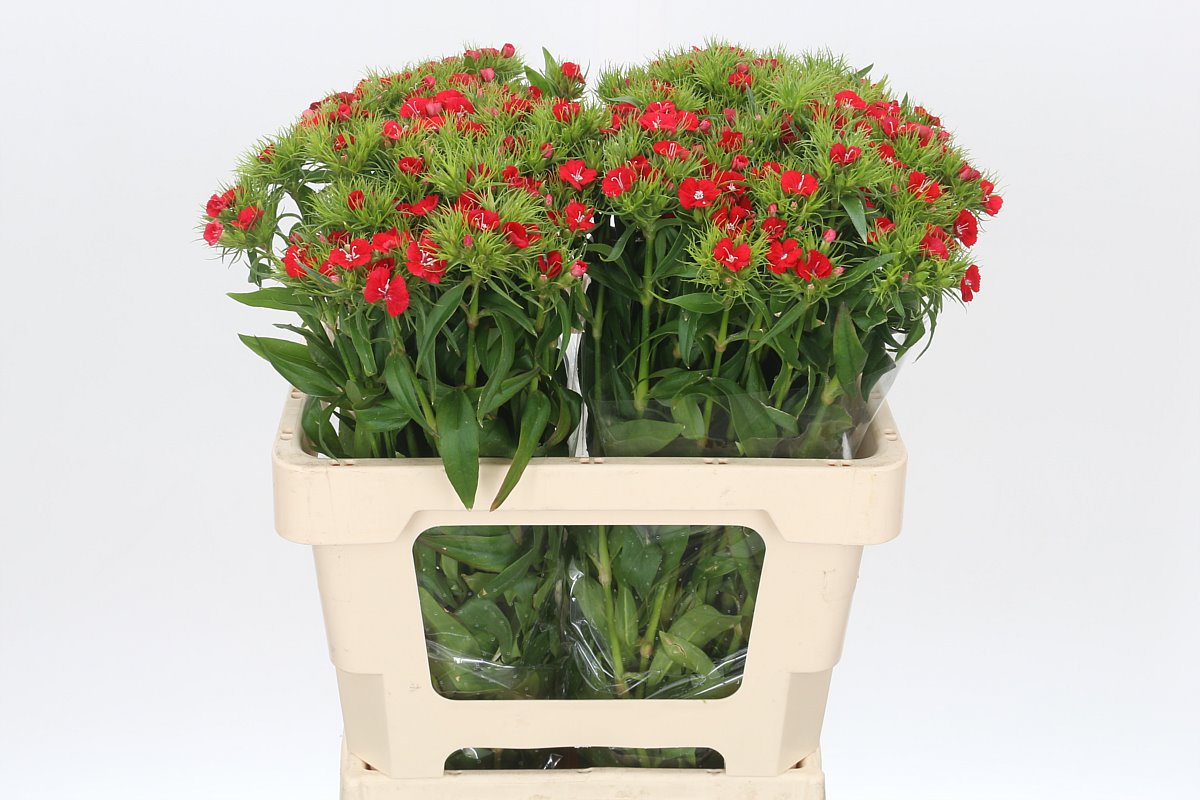 Срезанные цветы оптом Dianthus br red baron от 100шт из Голландии с доставкой по России