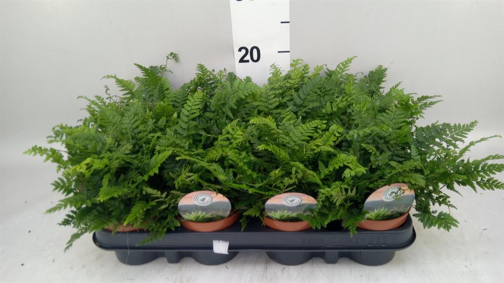 Горшечные цветы и растения оптом Polystichum Tsussimense от 12шт (для телеги) из Голландии с доставкой по России