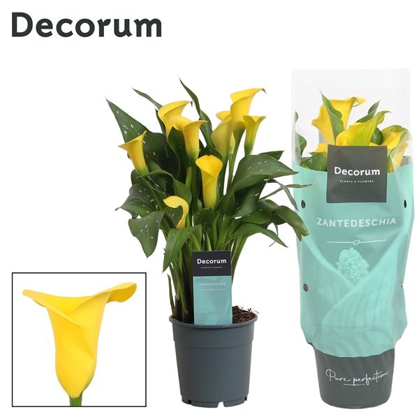 Горшечные цветы и растения оптом Zantedeschia Yellow (decorum) от 10шт из Голландии с доставкой по России