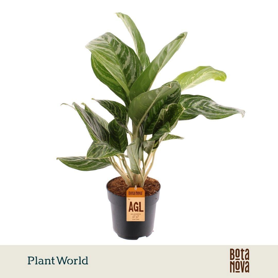 Горшечные цветы и растения оптом Aglaonema Green Sun от 6шт из Голландии с доставкой по России