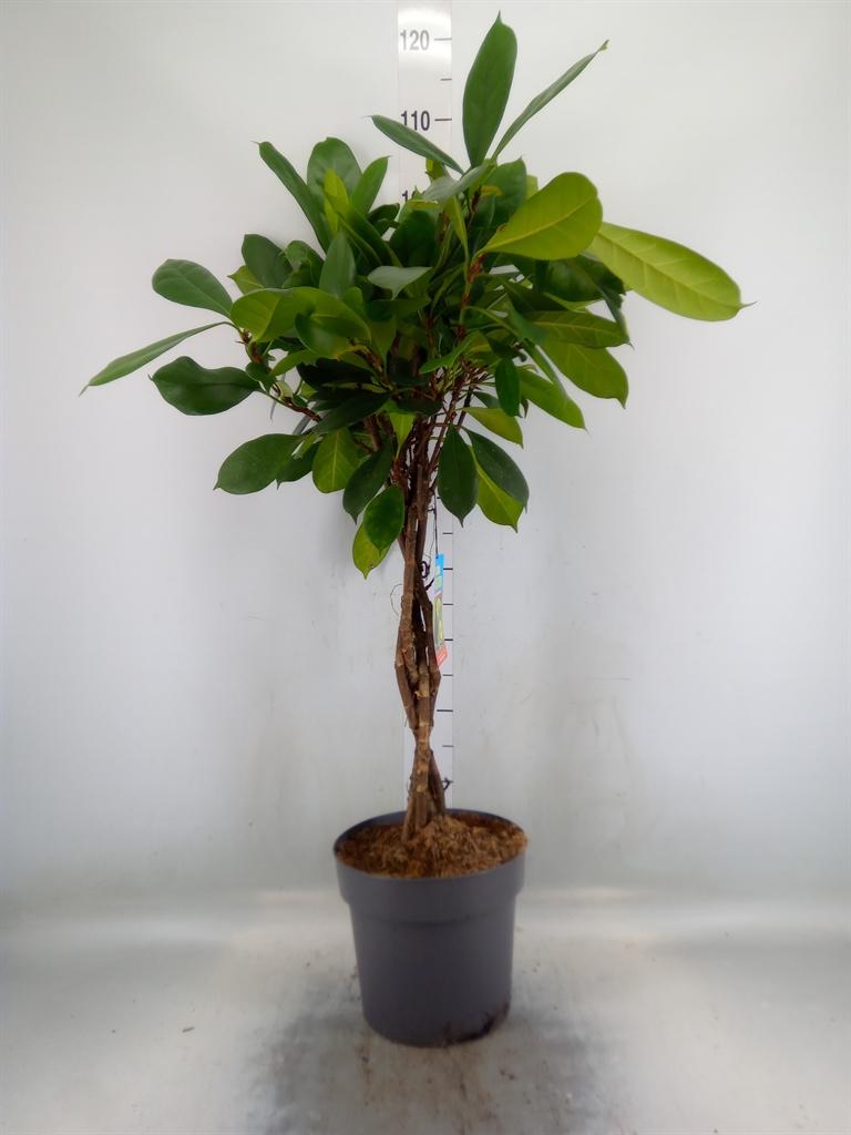 Горшечные цветы и растения оптом Ficus Cyathistipula от 1шт из Голландии с доставкой по России