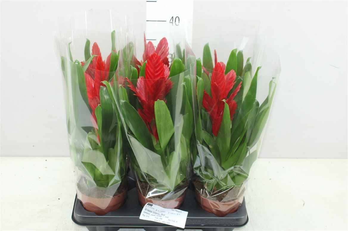 Горшечные цветы и растения оптом Vriesea Intenso Red от 6шт из Голландии с доставкой по России