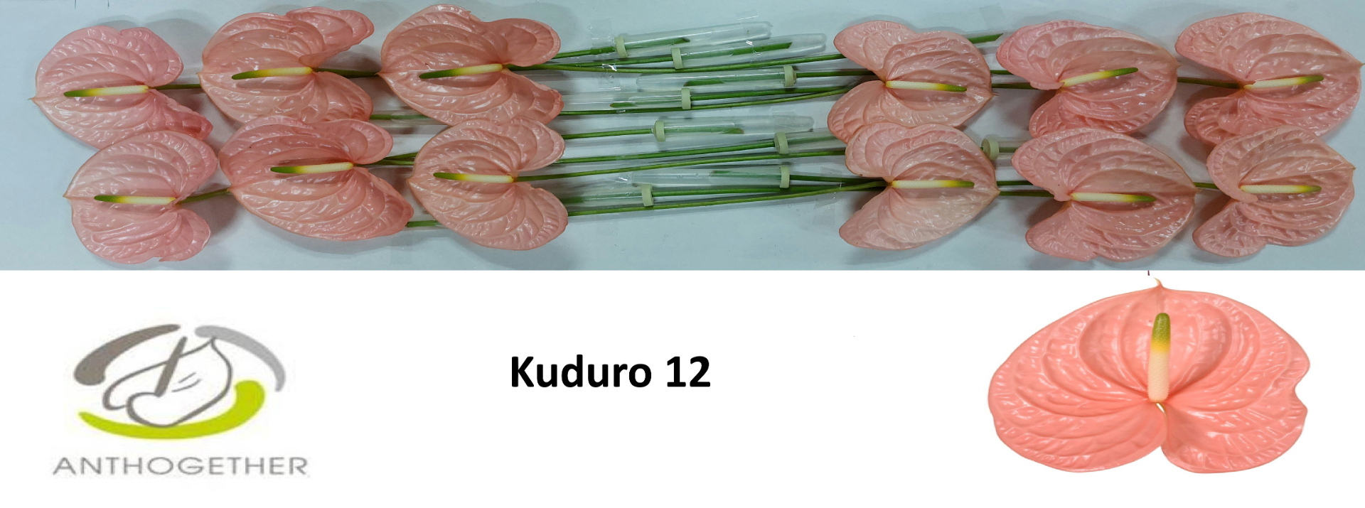 Срезанные цветы оптом Anthurium kuduro от 12шт из Голландии с доставкой по России