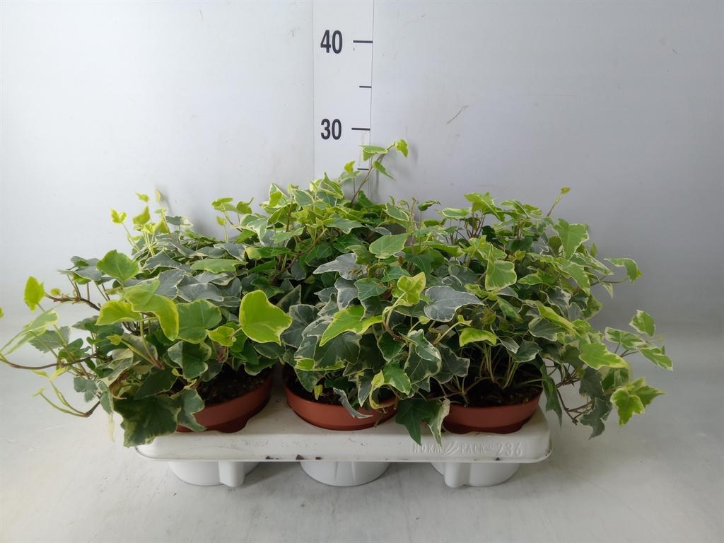 Горшечные цветы и растения оптом Hedera   ...variegated от 6шт из Голландии с доставкой по России