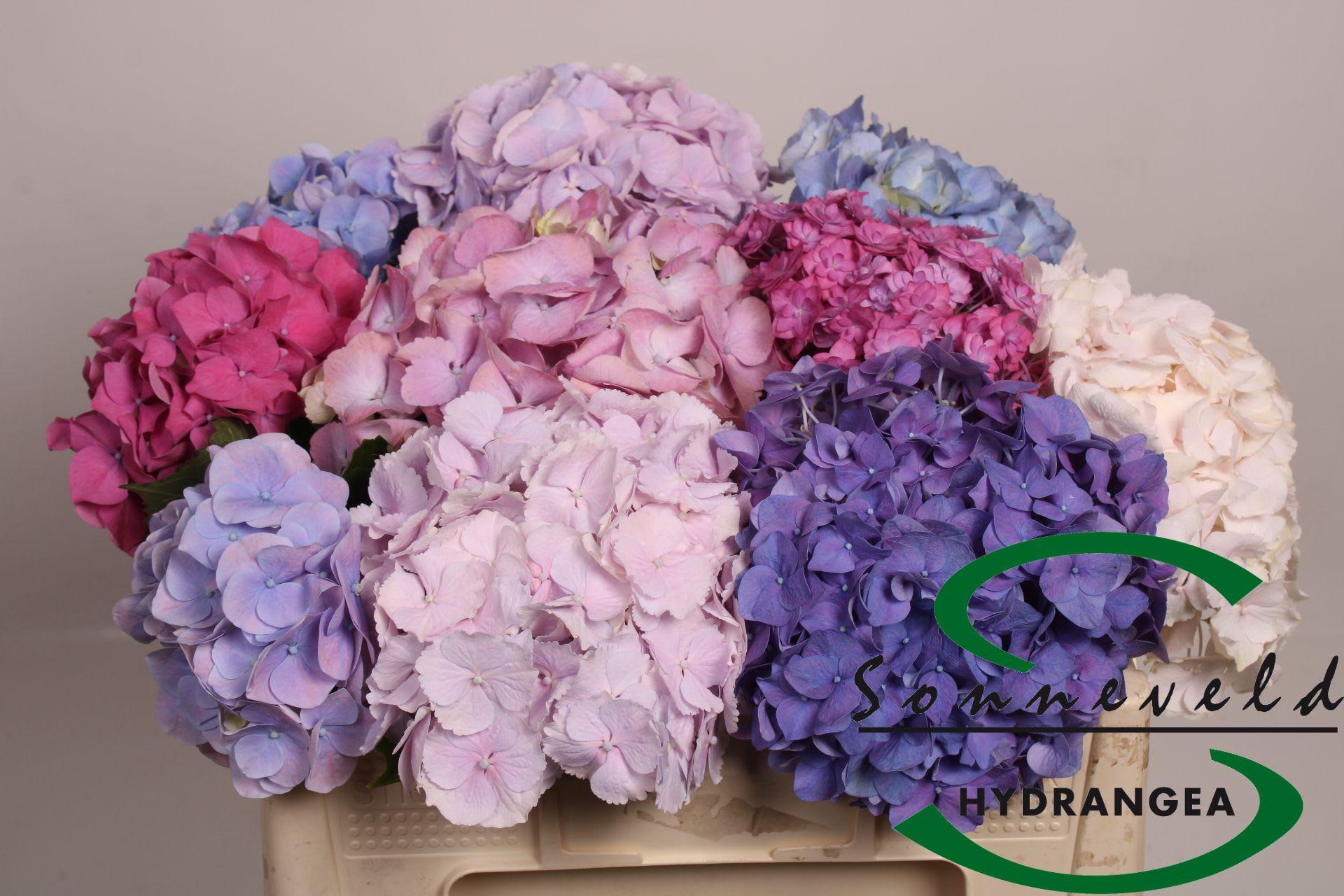 Срезанные цветы оптом Hydrangea mix in bucket от 10шт из Голландии с доставкой по России