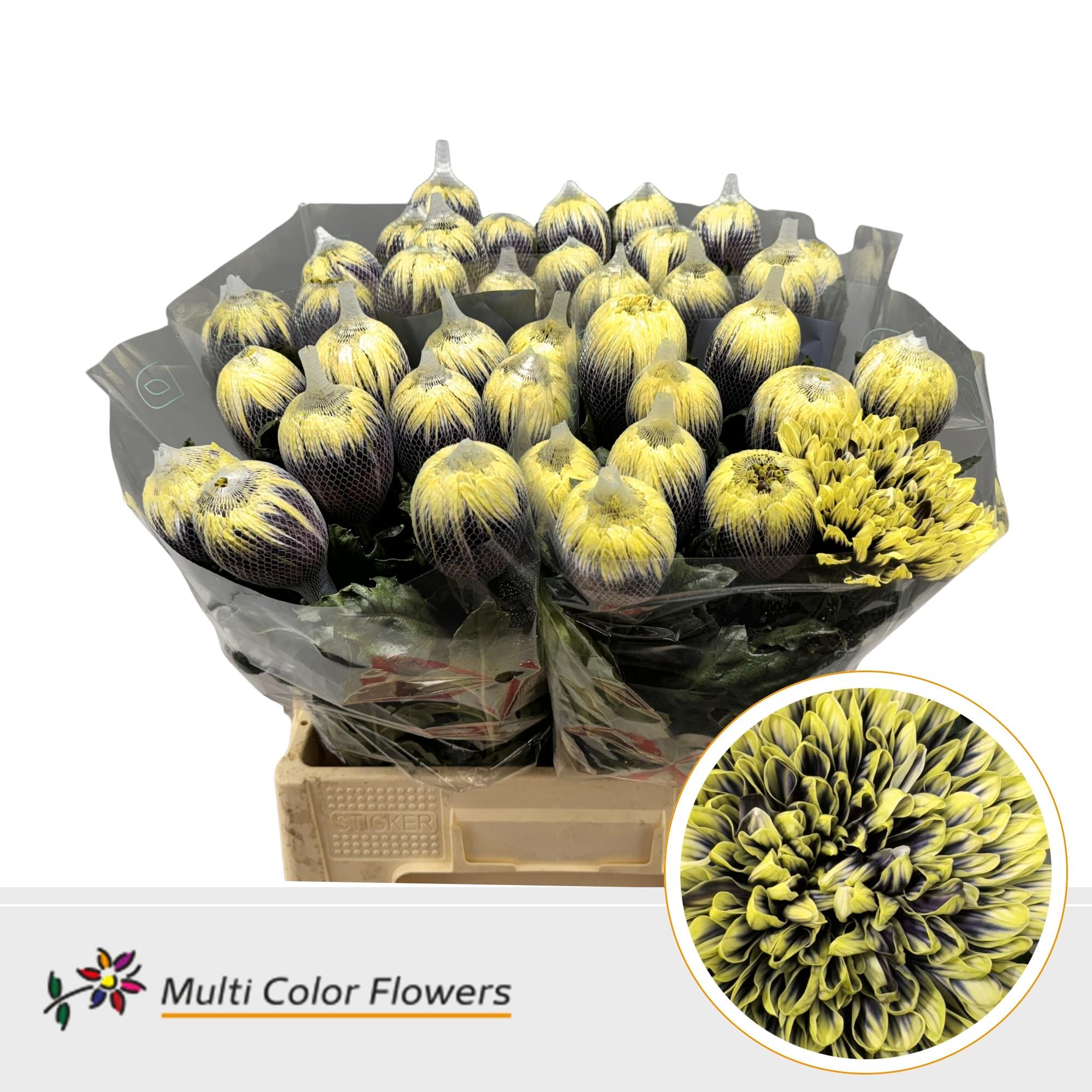 Срезанные цветы оптом Chrys bl paint antonov mermaid от 40шт из Голландии с доставкой по России