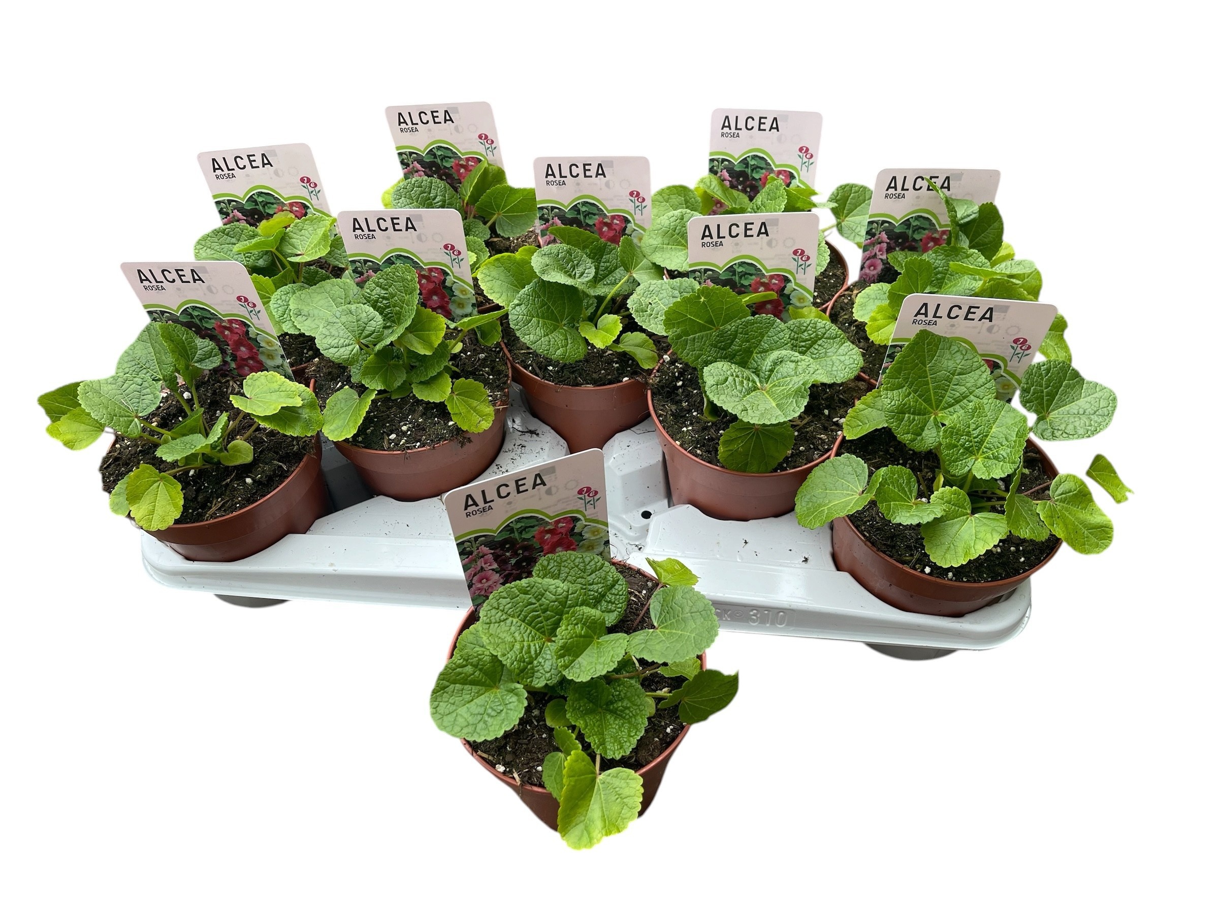 Горшечные цветы и растения оптом Alce Rosea от 10шт из Голландии с доставкой по России