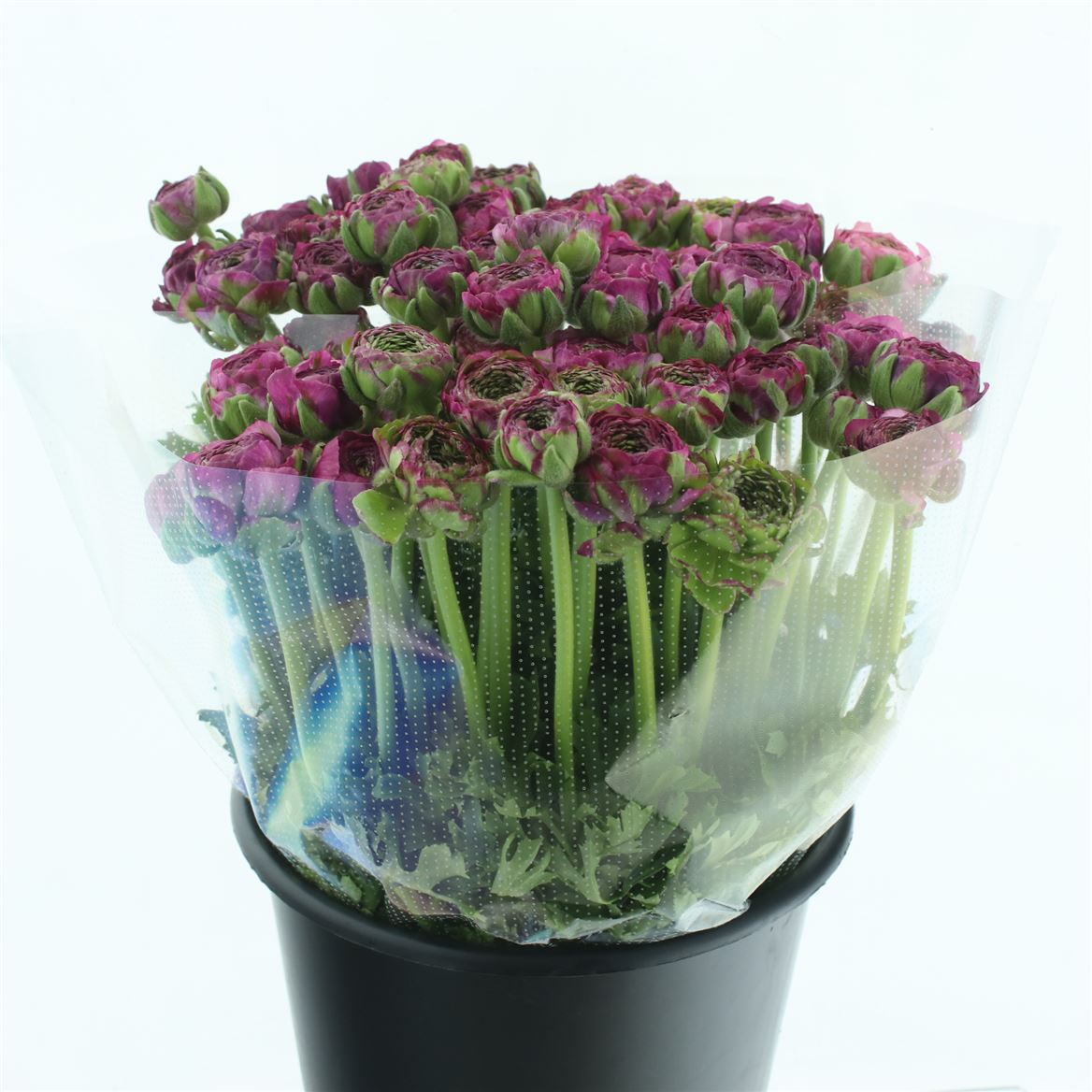 Срезанные цветы оптом Ranunculus pon pon malva от 90шт из Голландии с доставкой по России