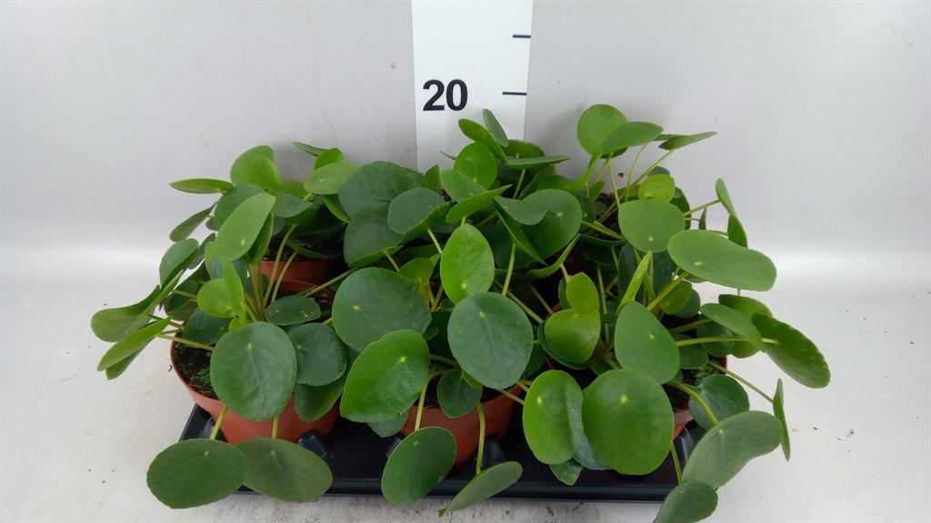 Горшечные цветы и растения оптом Pilea Peperomioides от 6шт из Голландии с доставкой по России