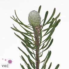 Срезанные цветы оптом Cape green silver pearl от 200шт из Голландии с доставкой по России