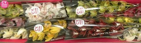 Срезанные цветы оптом Minicymbidium mix от 10шт. из Голландии с доставкой по России