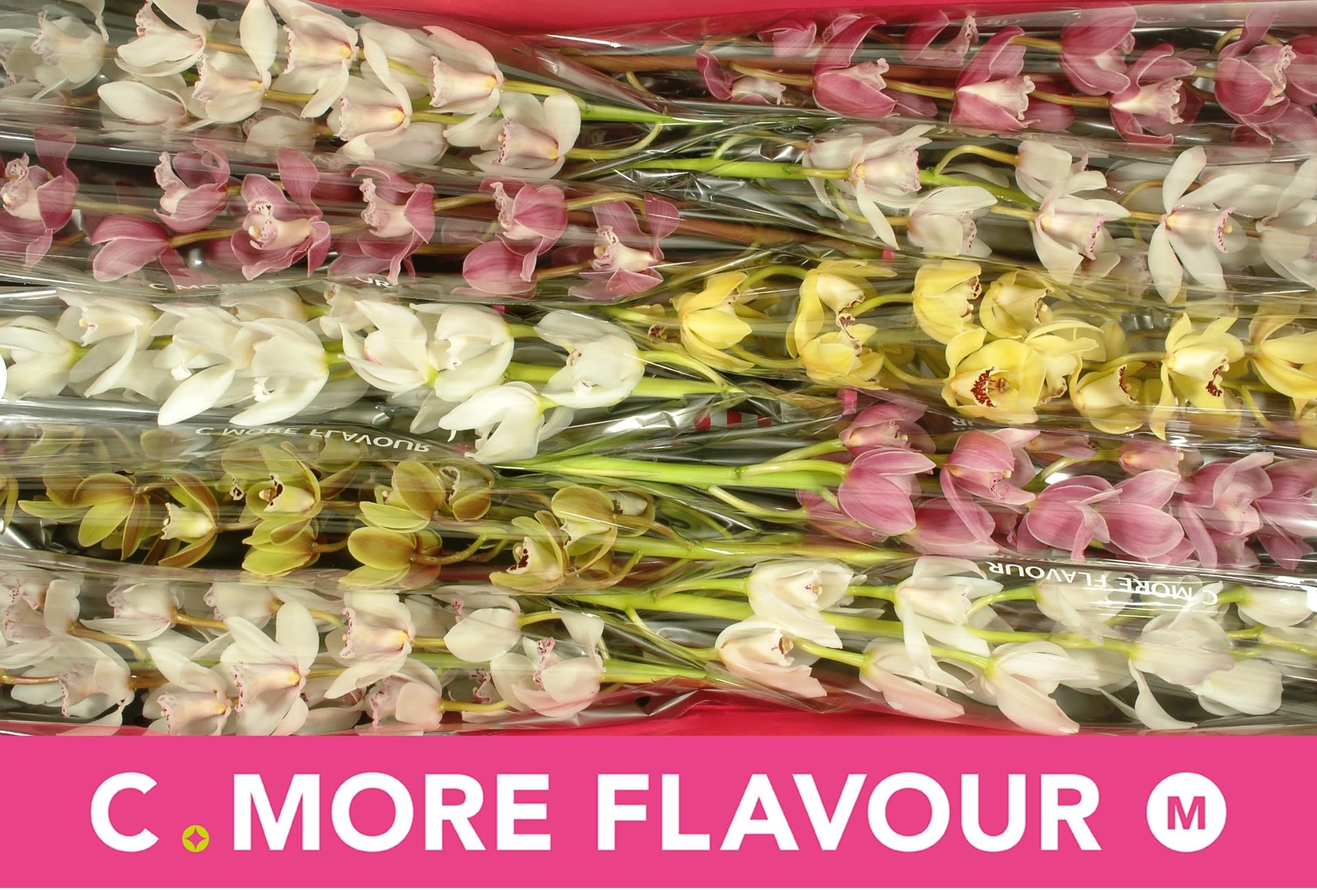 Срезанные цветы оптом Minicymbidium mix от 10шт.. из Голландии с доставкой по России