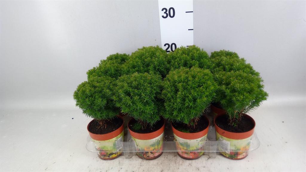 Горшечные цветы и растения оптом Thuja Occid. teddy от 12шт (для телеги) из Голландии с доставкой по России
