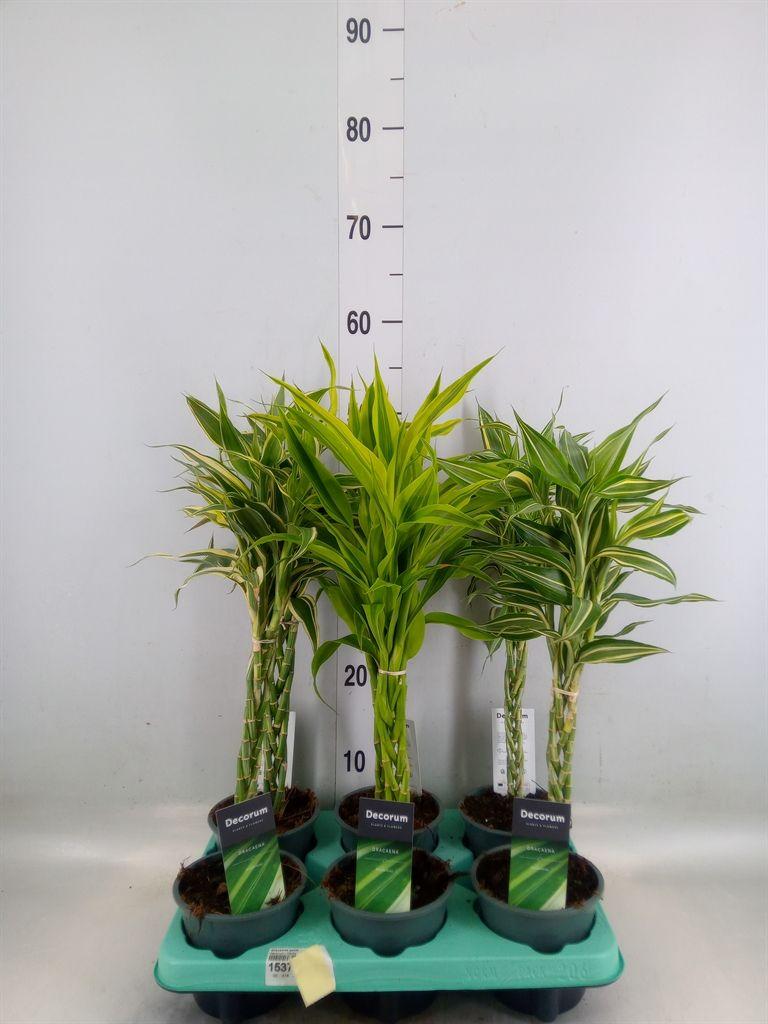 Горшечные цветы и растения оптом Dracaena Sand.   ...mix 3 от 6шт из Голландии с доставкой по России
