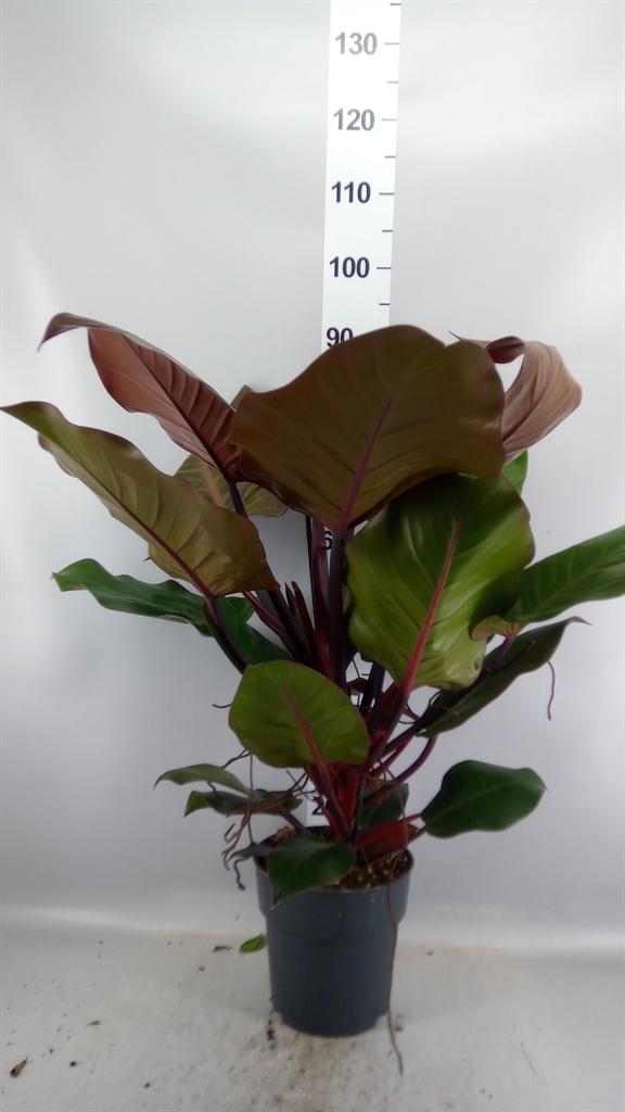 Горшечные цветы и растения оптом Philodendron ... от 1шт из Голландии с доставкой по России