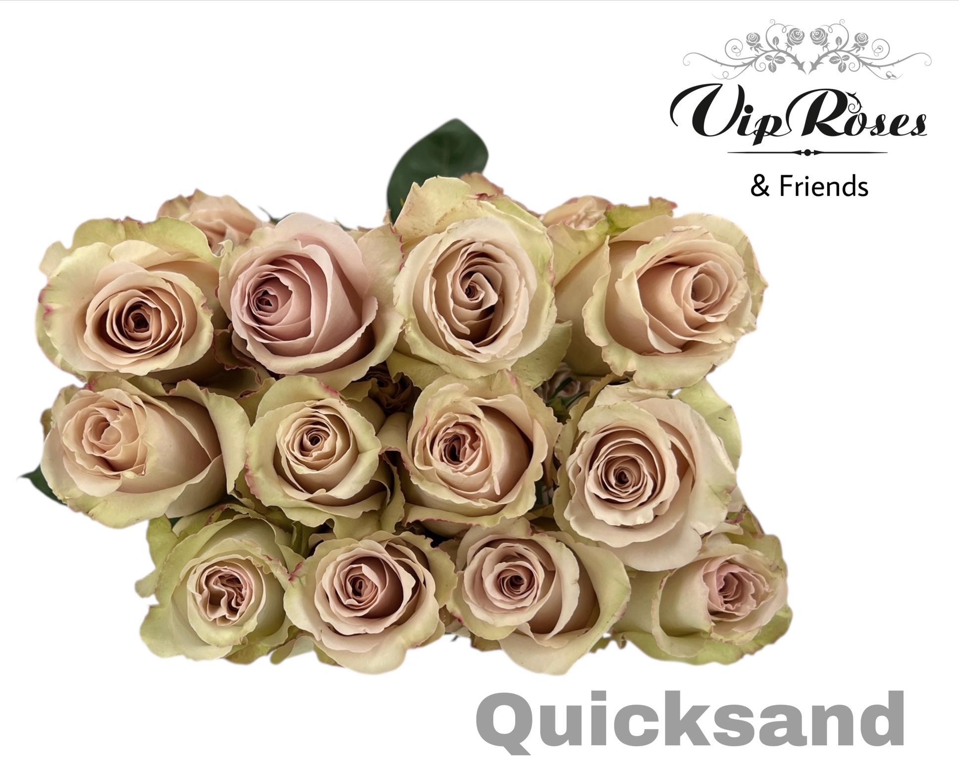 Срезанные цветы оптом Rosa large quicksand от 25шт из Голландии с доставкой по России