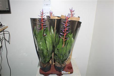 Горшечные цветы и растения оптом Aech Blue Rain от 4шт из Голландии с доставкой по России