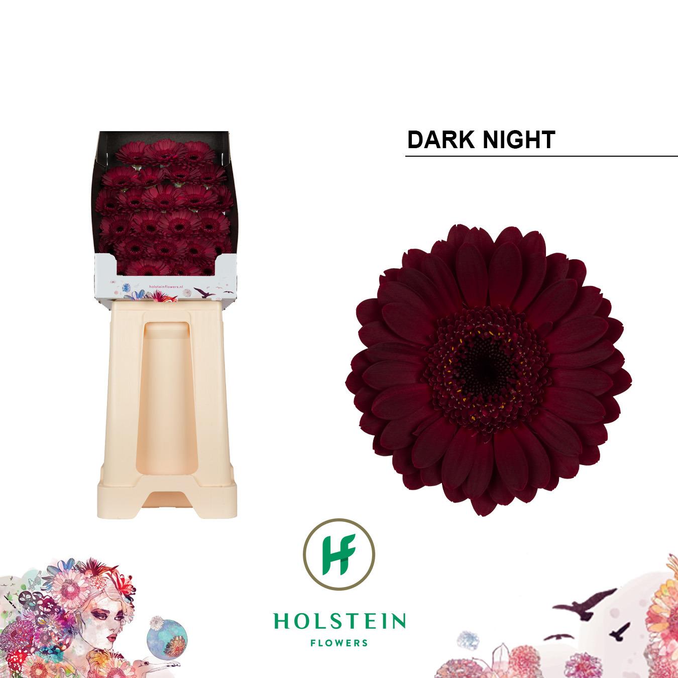 Срезанные цветы оптом Germini diamond dark night от 75шт из Голландии с доставкой по России