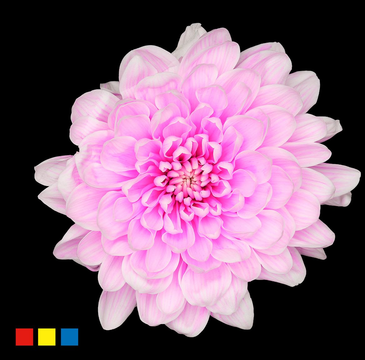 Срезанные цветы оптом Chrys sp paint altaj pastel cerise от 40шт из Голландии с доставкой по России
