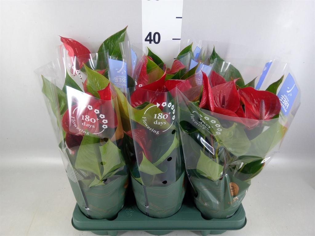 Горшечные цветы и растения оптом Anthurium Andr. picanta Red от 6шт из Голландии с доставкой по России