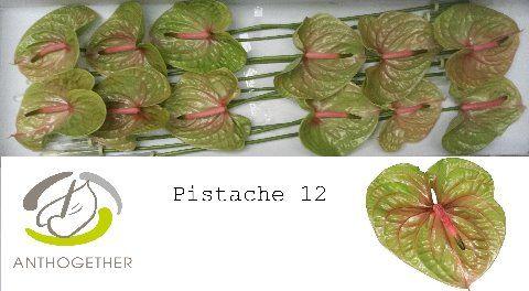 Срезанные цветы оптом Anthurium pistache от 12шт из Голландии с доставкой по России
