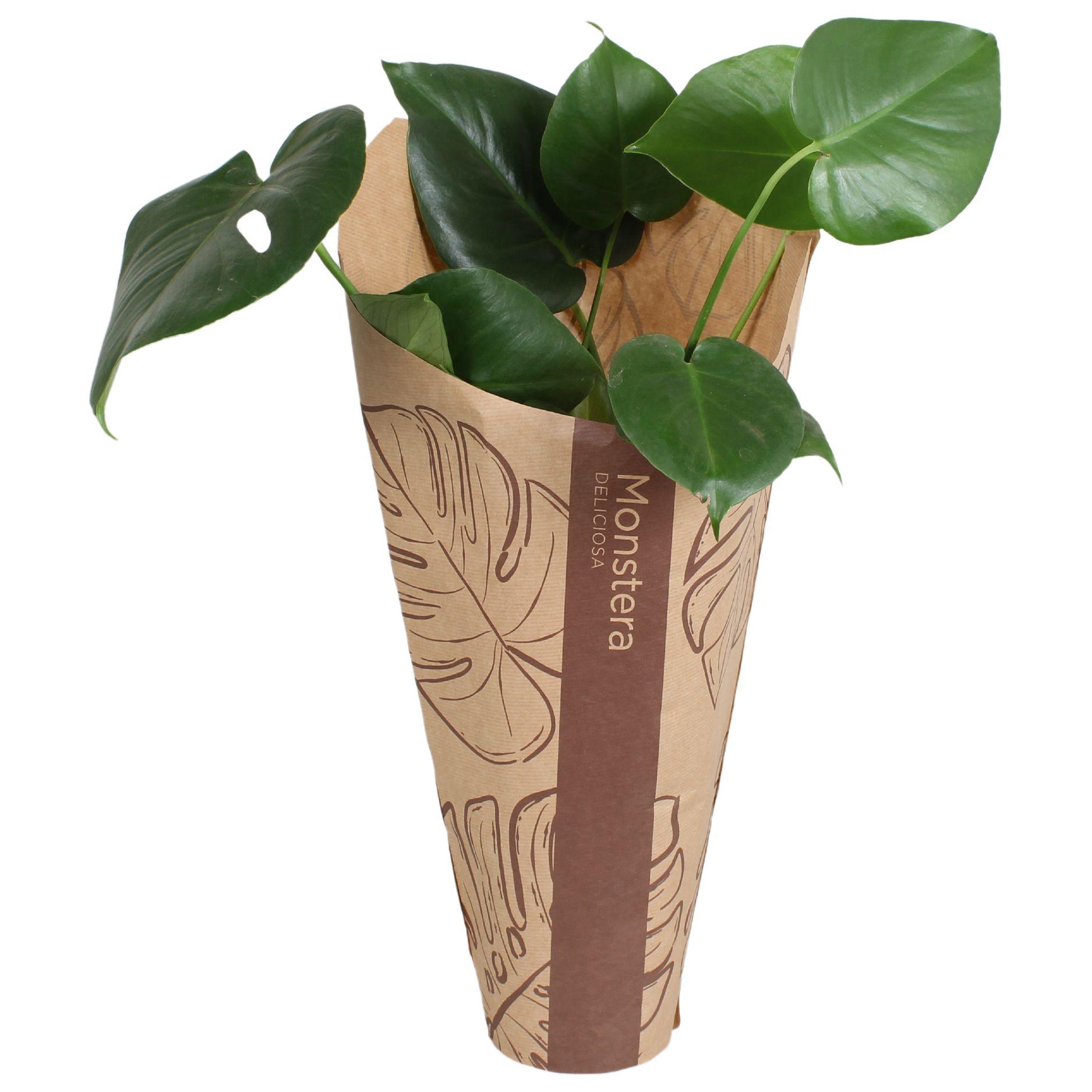 Горшечные цветы и растения оптом Monstera Deliciosa In Kraft от 6шт из Голландии с доставкой по России