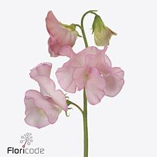 Срезанные цветы оптом Lathyrus perfume salmon от 100шт. из Голландии с доставкой по России