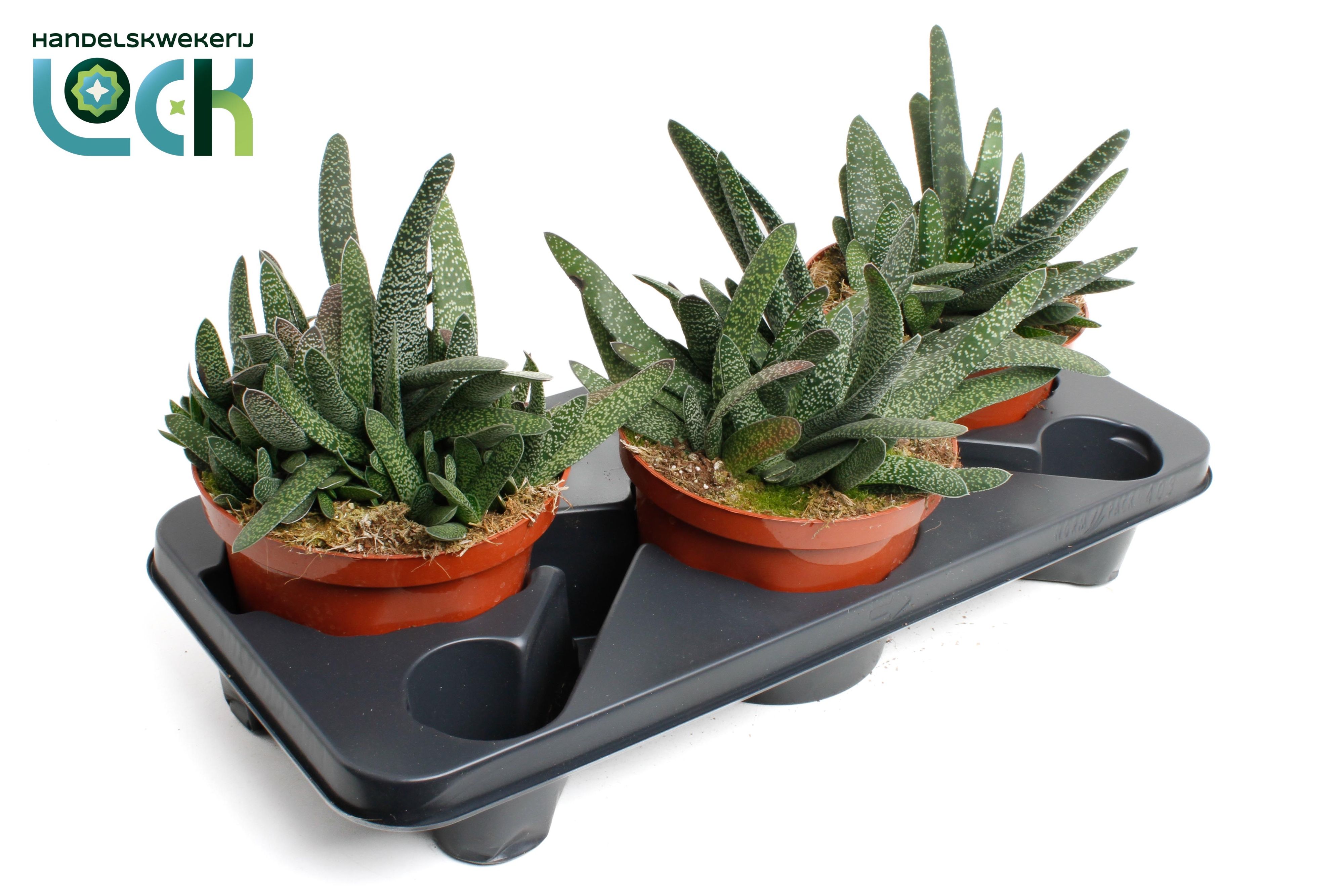 Горшечные цветы и растения оптом Gasteria Minor от 3шт из Голландии с доставкой по России