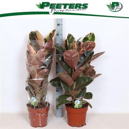 Горшечные цветы и растения оптом Fic El Belize 3 Per Pot Toef от 1шт из Голландии с доставкой по России