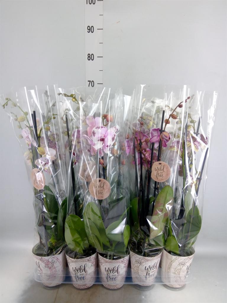 Горшечные цветы и растения оптом Phalaenopsis   ...mix от 10шт' из Голландии с доставкой по России