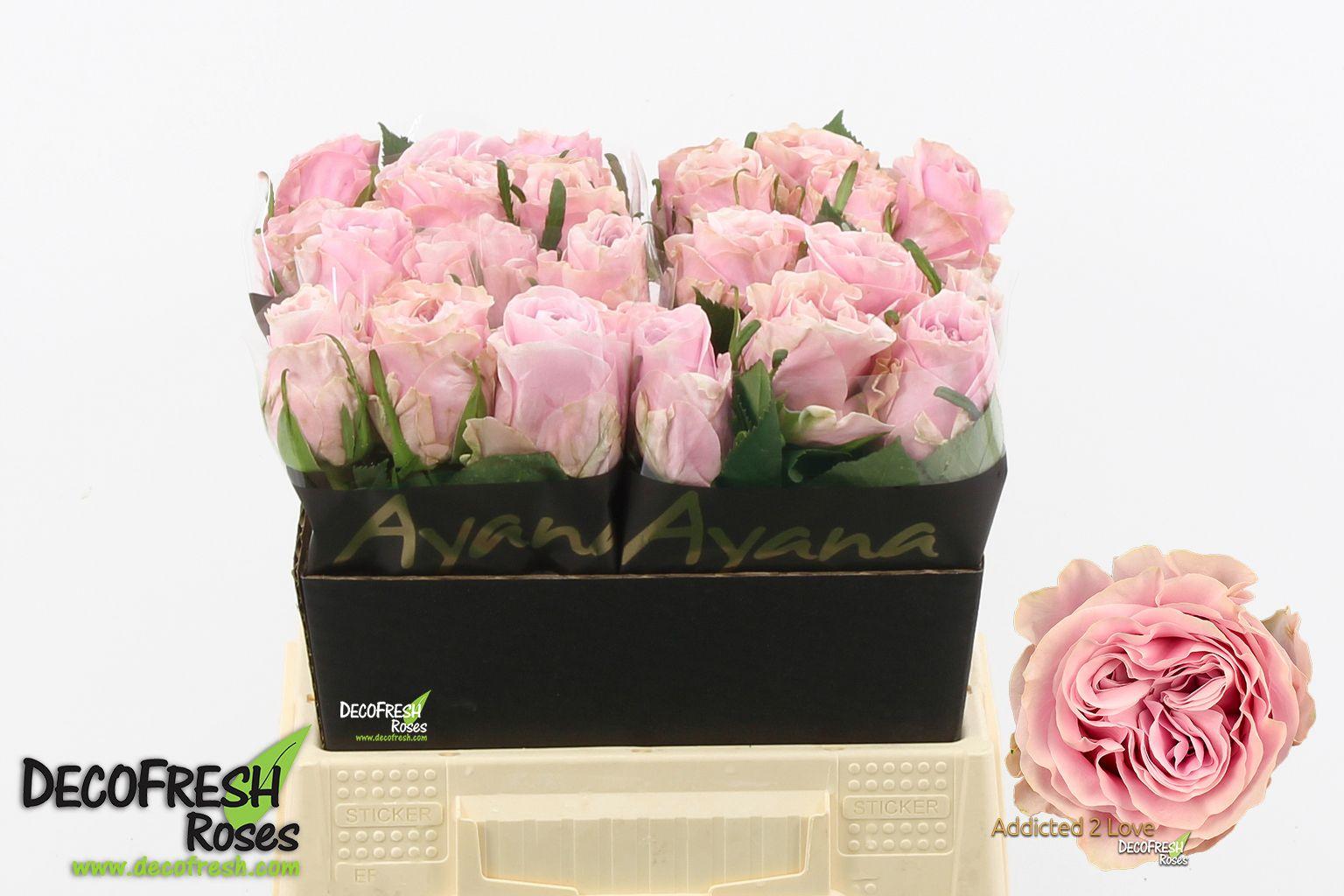 Срезанные цветы оптом Rosa large addicted 2 love от 20шт из Голландии с доставкой по России