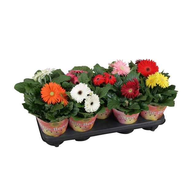 Горшечные цветы и растения оптом Gerbera Patio Beauty Mix Potcover Single Flower от 9шт из Голландии с доставкой по России