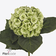 Срезанные цветы оптом Hydrangea my beautiful matcha classic от 10шт из Голландии с доставкой по России