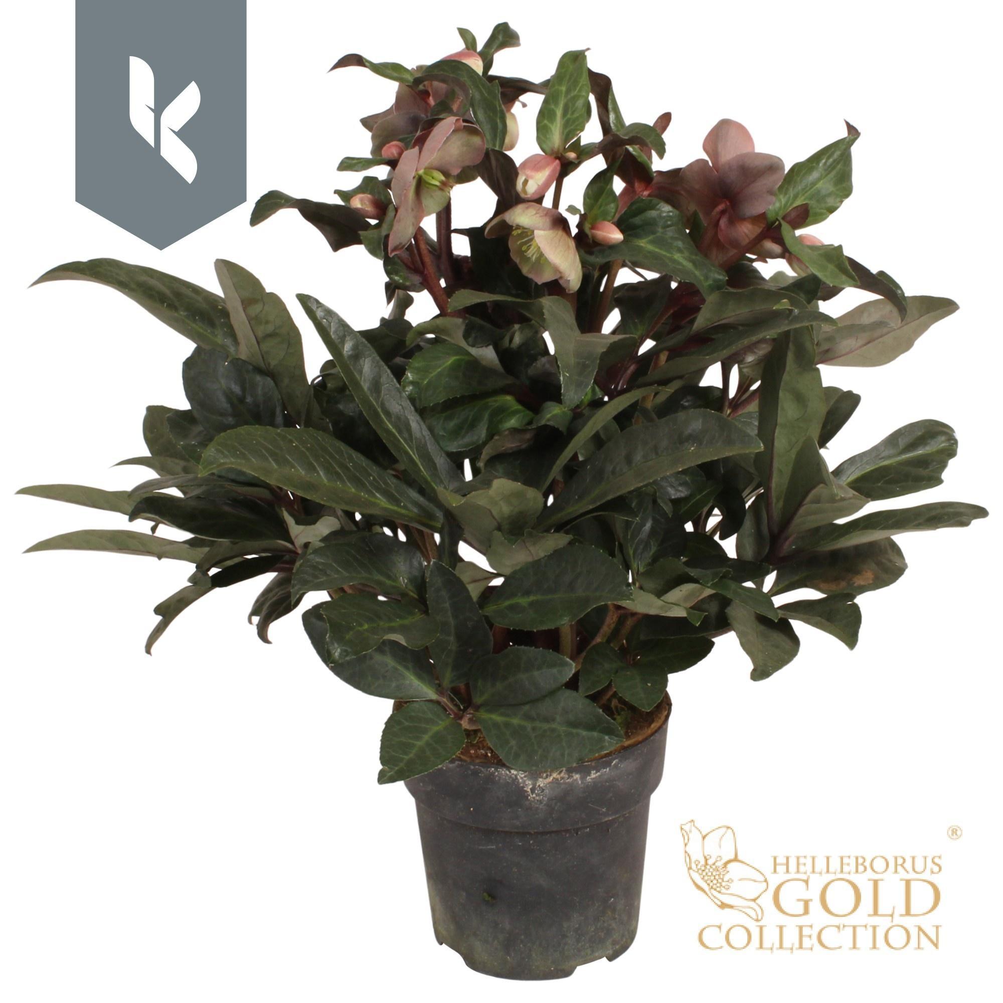 Горшечные цветы и растения оптом Helleborus Maestro от 6шт из Голландии с доставкой по России