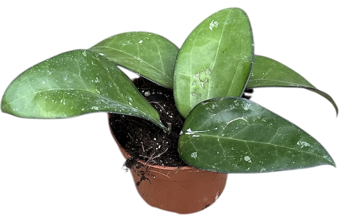 Горшечные цветы и растения оптом Hoya Sp Malang от 1шт из Голландии с доставкой по России