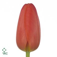 Срезанные цветы оптом Tulipa si orange juice от 150шт из Голландии с доставкой по России Срезанные цветы оптом Tulipa si orange juice от 150шт из Голландии с доставкой по России