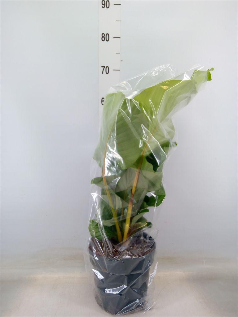 Горшечные цветы и растения оптом Calathea Orbifolia от 1шт из Голландии с доставкой по России