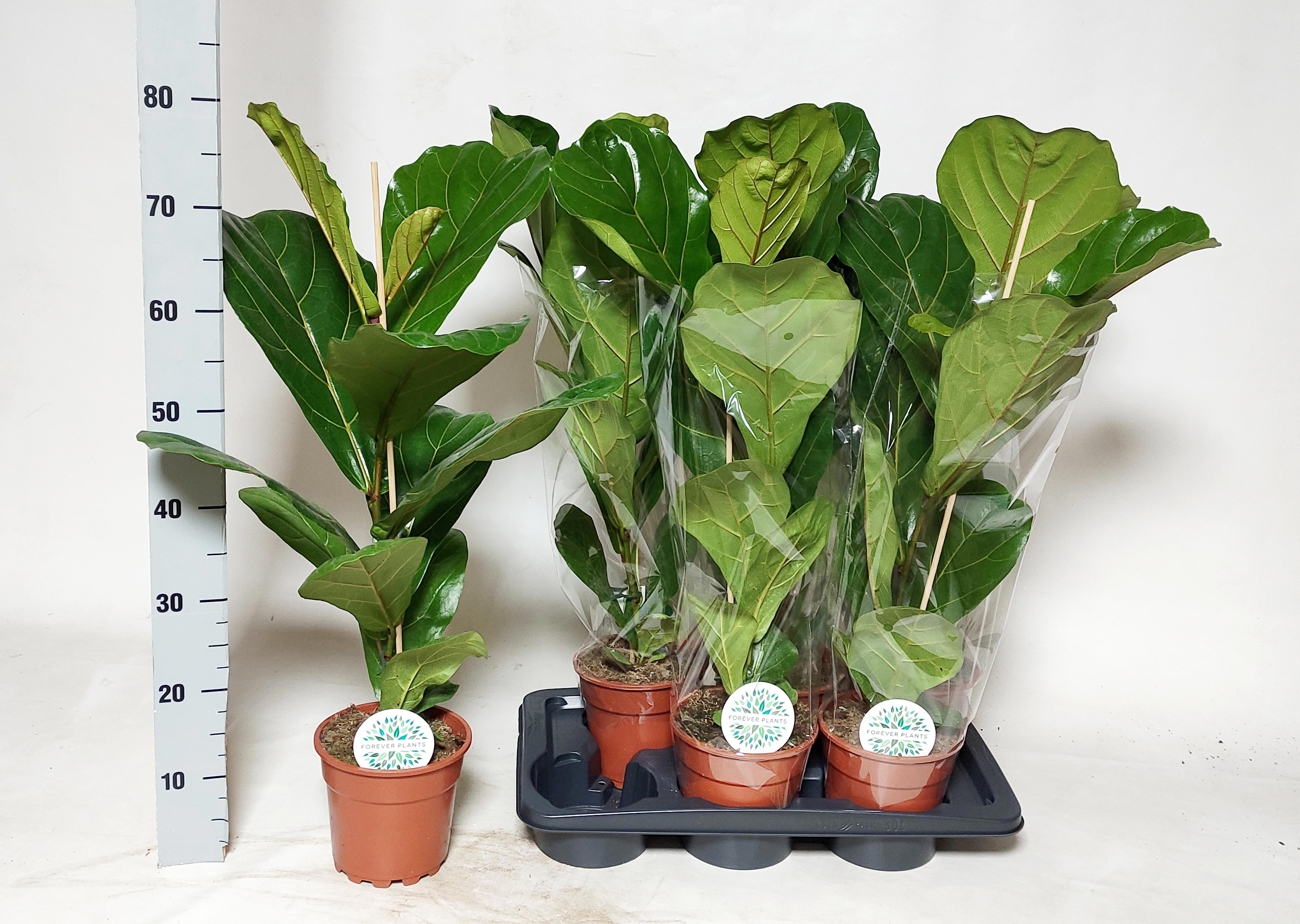 Горшечные цветы и растения оптом Ficus Lyrata от 6шт из Голландии с доставкой по России