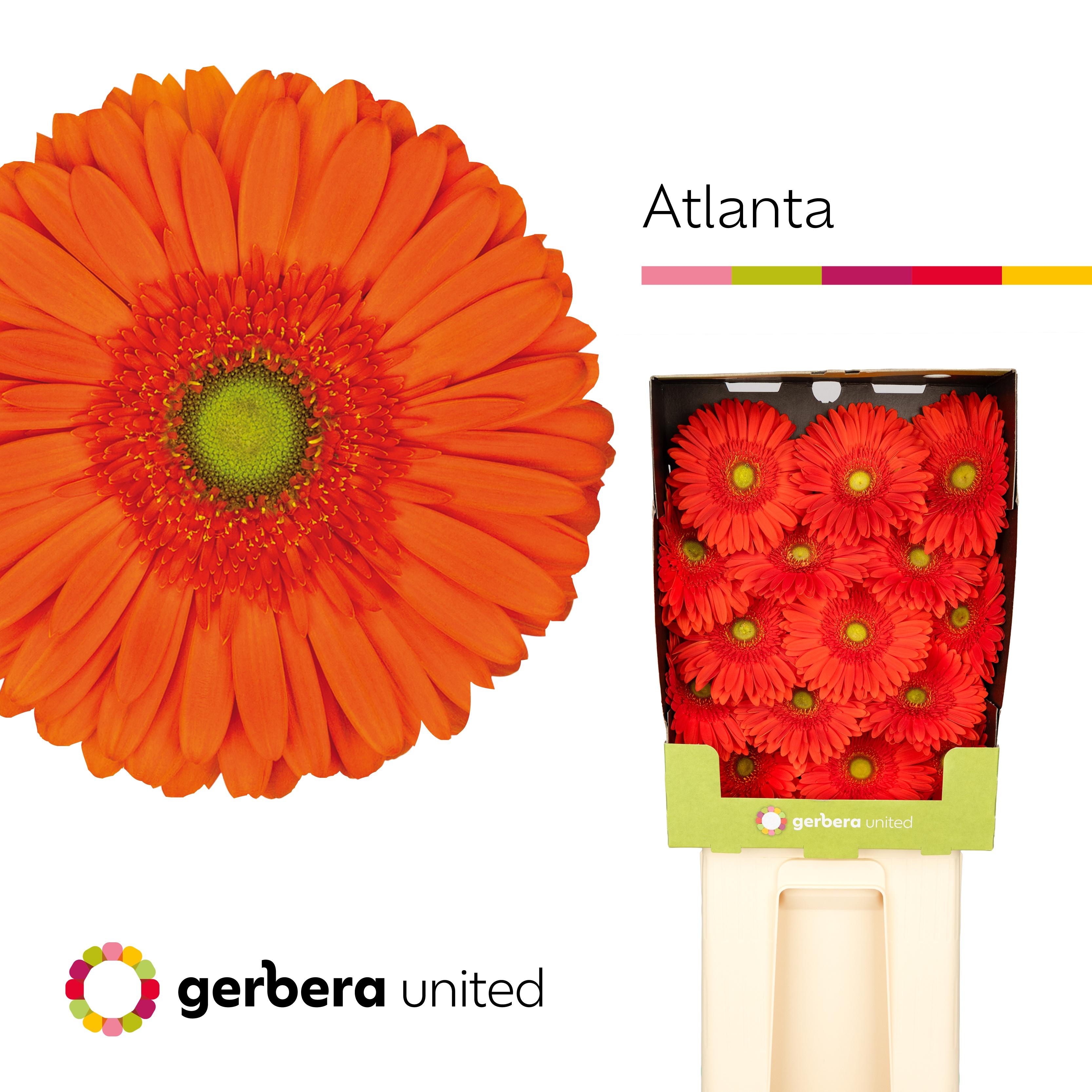 Срезанные цветы оптом Gerbera diamond atlanta от 30шт из Голландии с доставкой по России