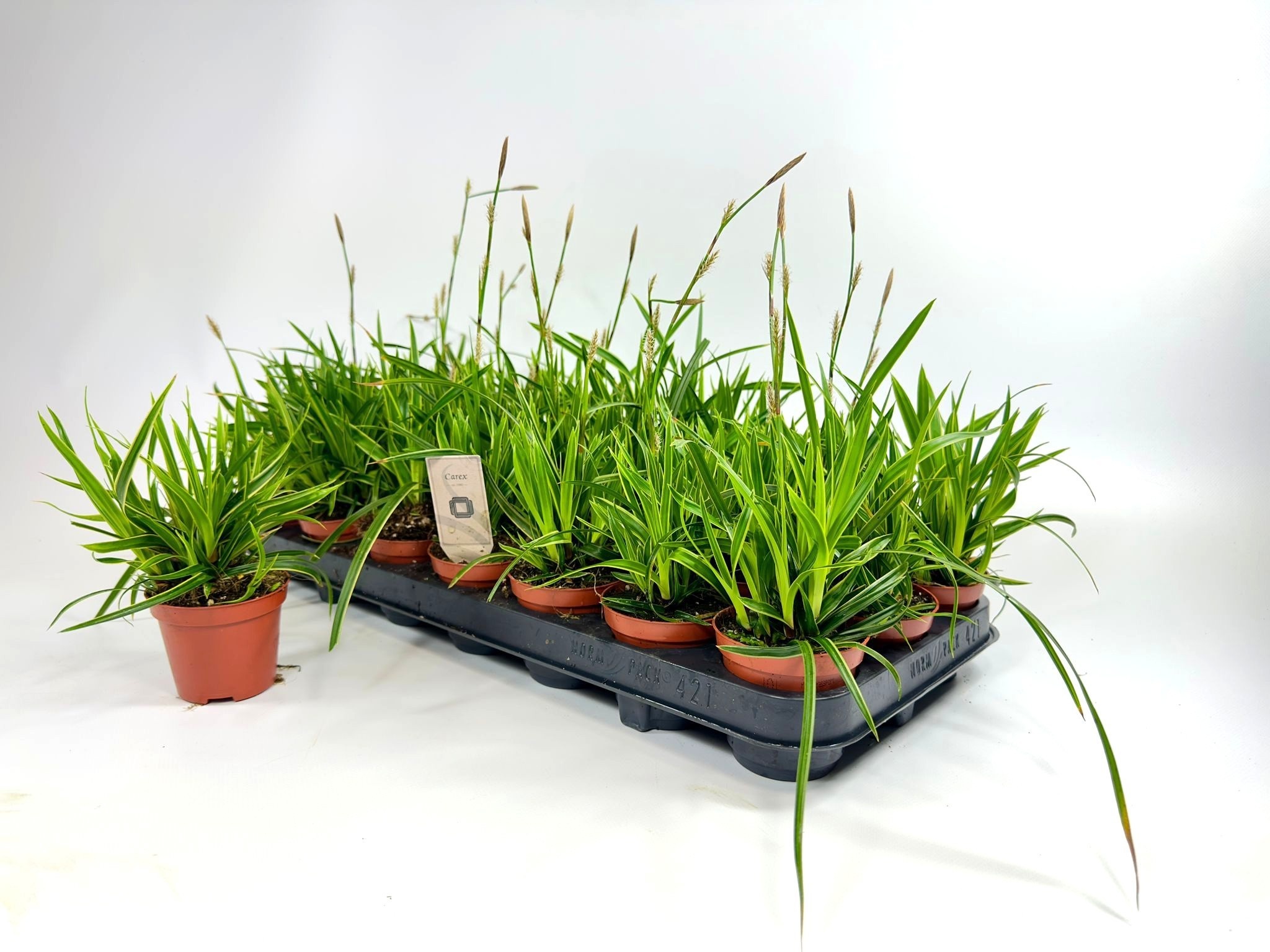 Горшечные цветы и растения оптом Care Mo Ice Dance от 21шт (для телеги) из Голландии с доставкой по России