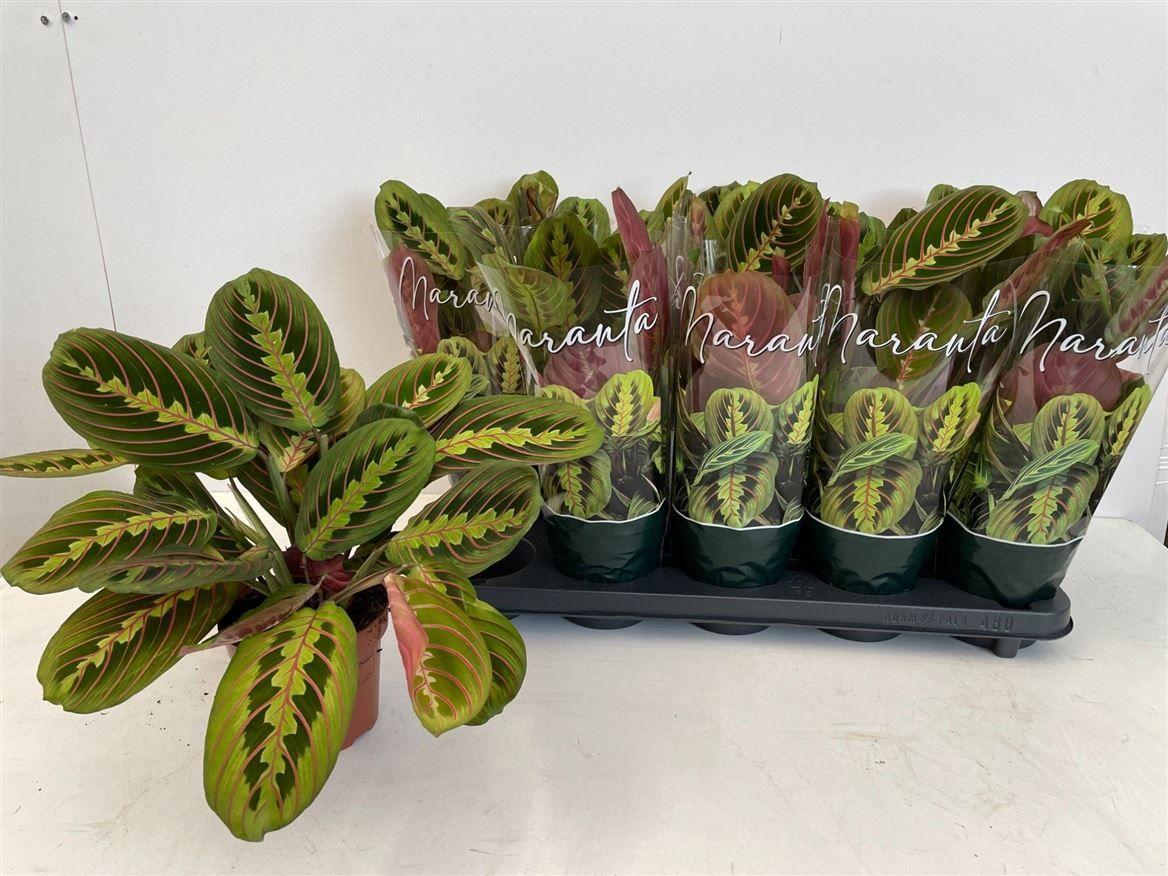 Горшечные цветы и растения оптом Maranta Fascinator A от 10шт из Голландии с доставкой по России