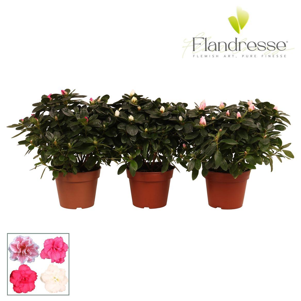 Горшечные цветы и растения оптом Azalea Flandress Mix от 6шт из Голландии с доставкой по России
