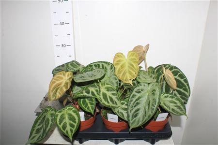 Горшечные цветы и растения оптом Anthu Silver Blush от 6шт из Голландии с доставкой по России