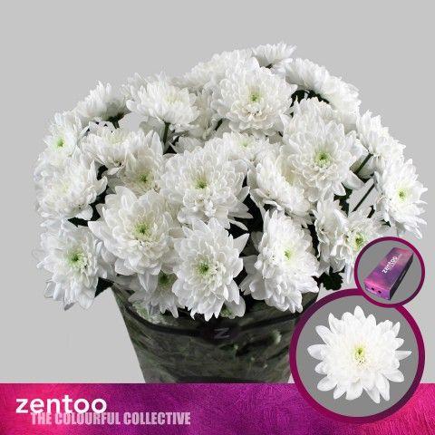 Срезанные цветы оптом Chrys sp pina colada от 160шт из Голландии с доставкой по России