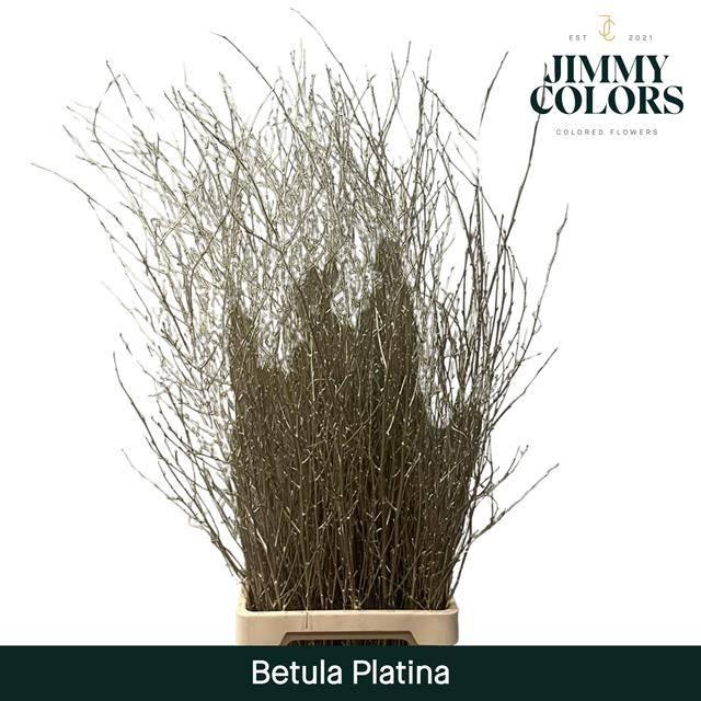 Срезанные цветы оптом Betula paint platinum от 10шт. из Голландии с доставкой по России