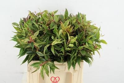 Срезанные цветы оптом Leucothoe mix rainbow от 100шт из Голландии с доставкой по России