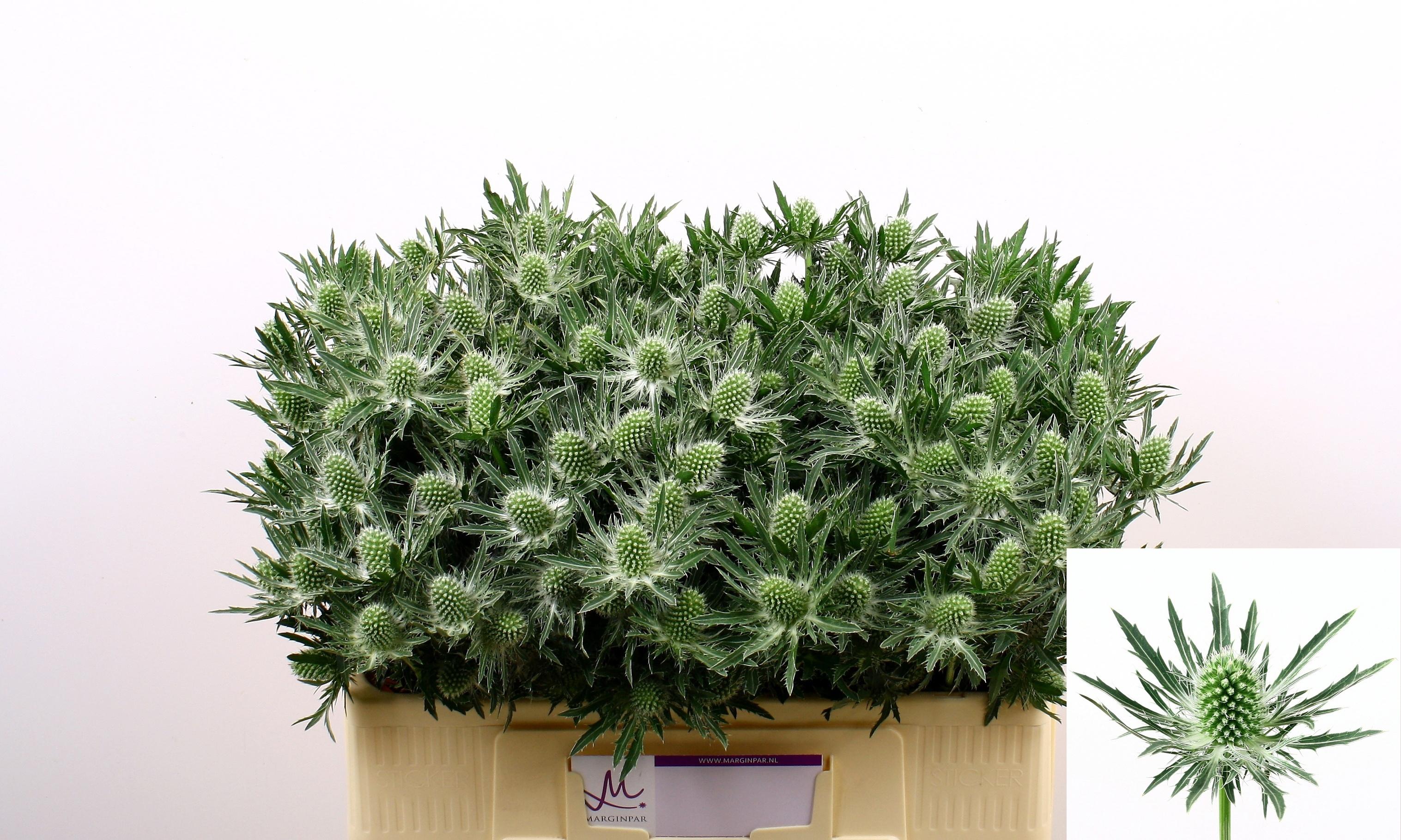 Срезанные цветы оптом Eryngium sirius от 40шт из Голландии с доставкой по России