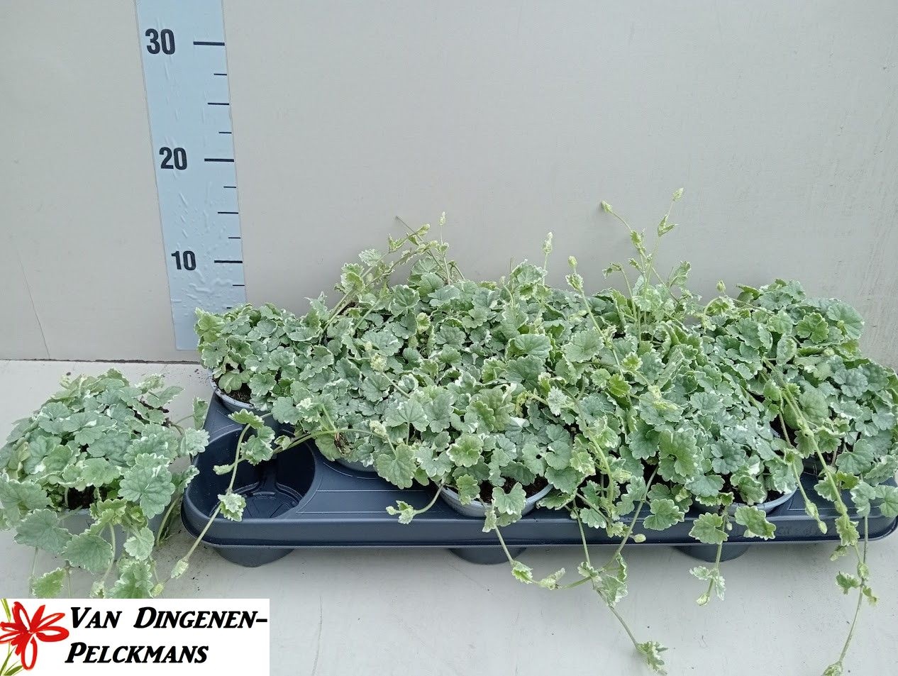 Горшечные цветы и растения оптом Glec He Variegata от 12шт из Голландии с доставкой по России