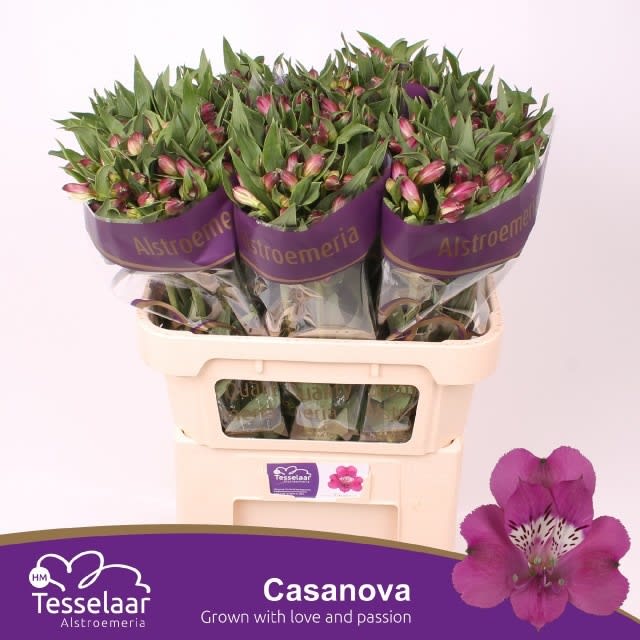 Срезанные цветы оптом Alstroemeria casanova от 60шт. из Голландии с доставкой по России